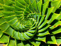 Aloevérasante et LR ! L'aloé véra est efficace contre les coups de soleil, et le brûlures. Découvrez comment l'aloe vera peut aussi aider à cicatriser vos organes internes.